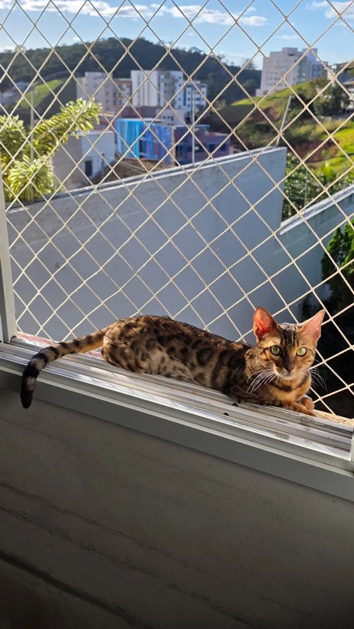 Gato Bengal - Foto 4