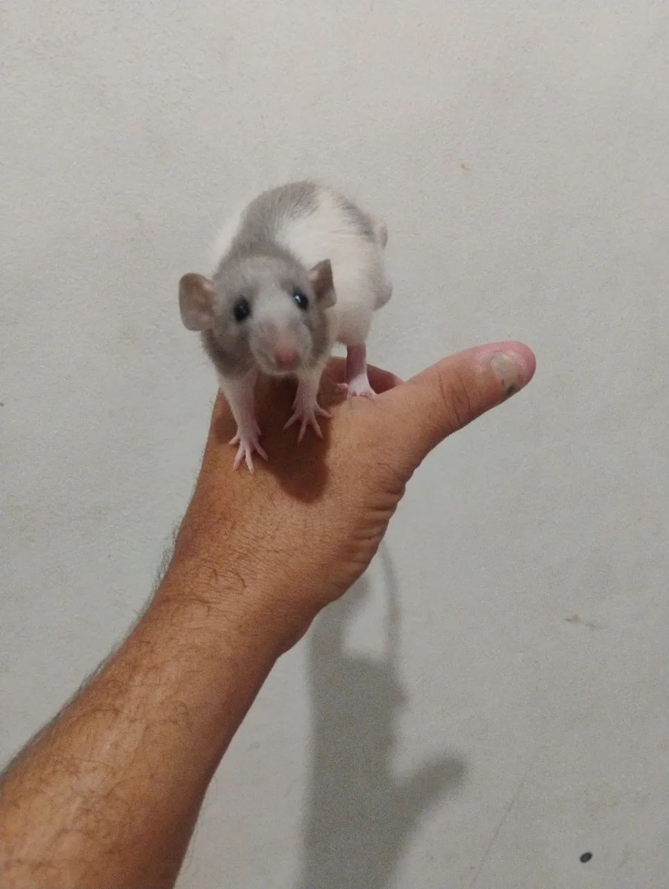 Lindos mercol Twister 50 reais cada  - Foto 3