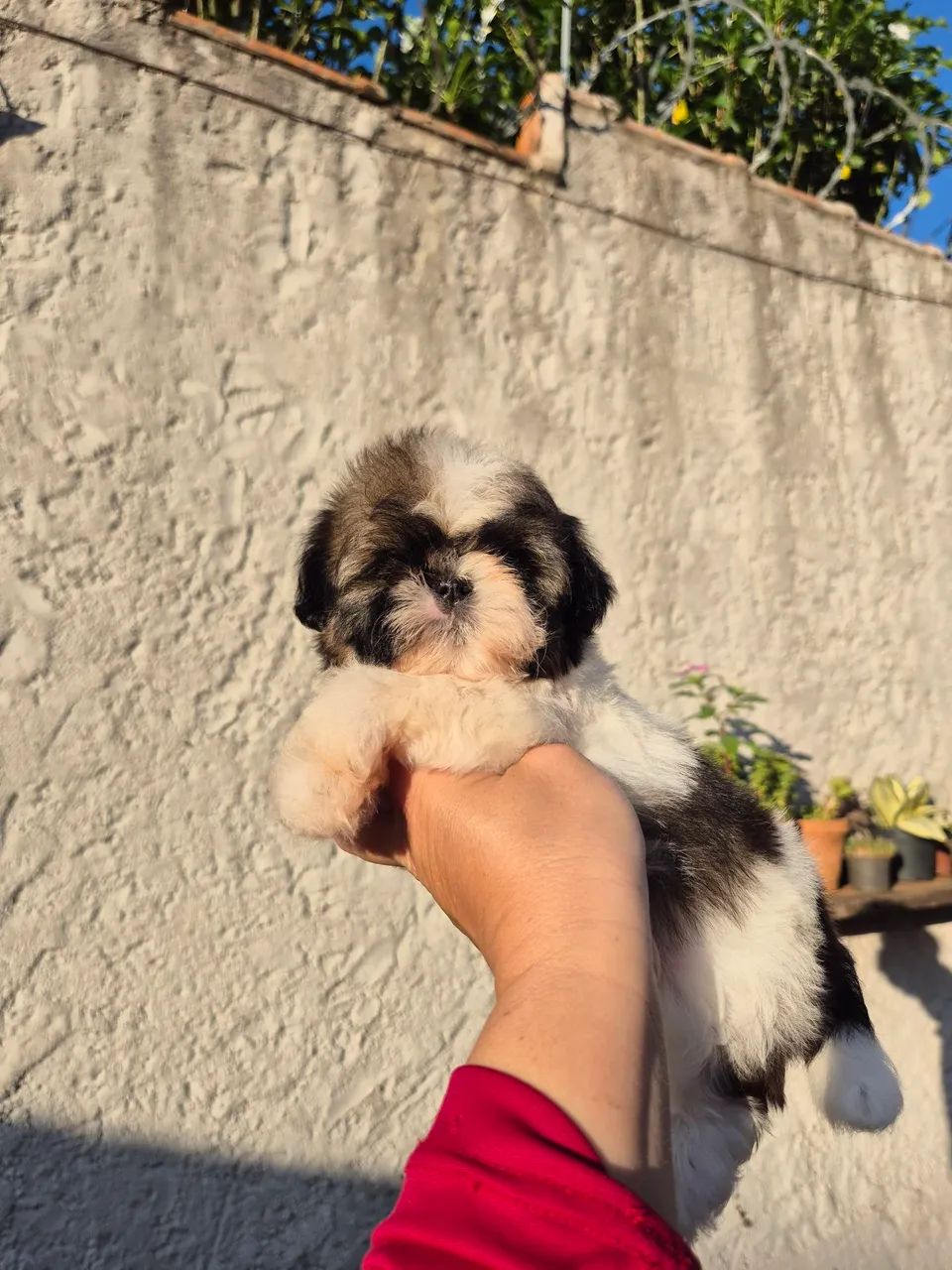 Shih-tzu  - Foto 5