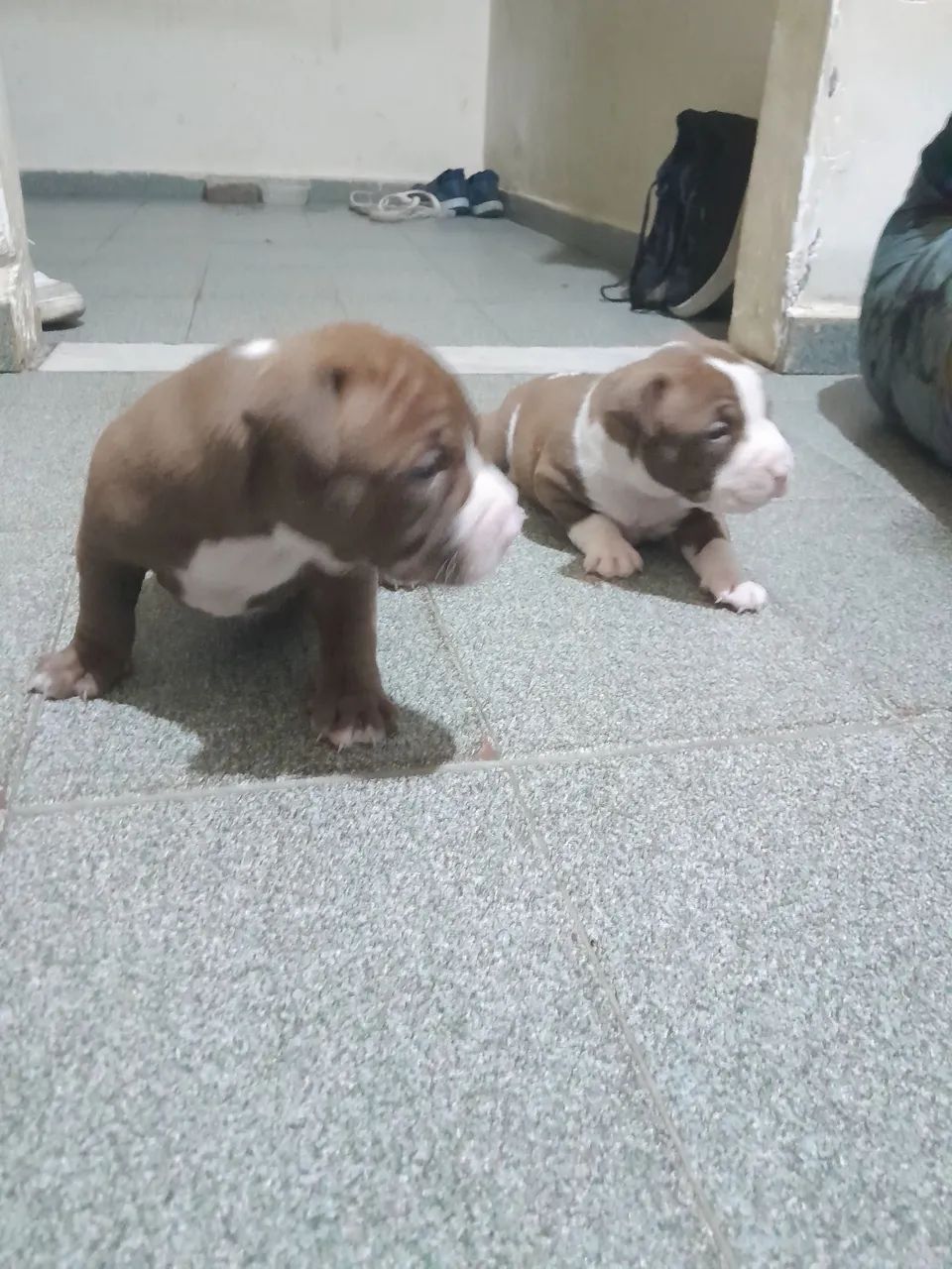 Filhotes de pitbull 