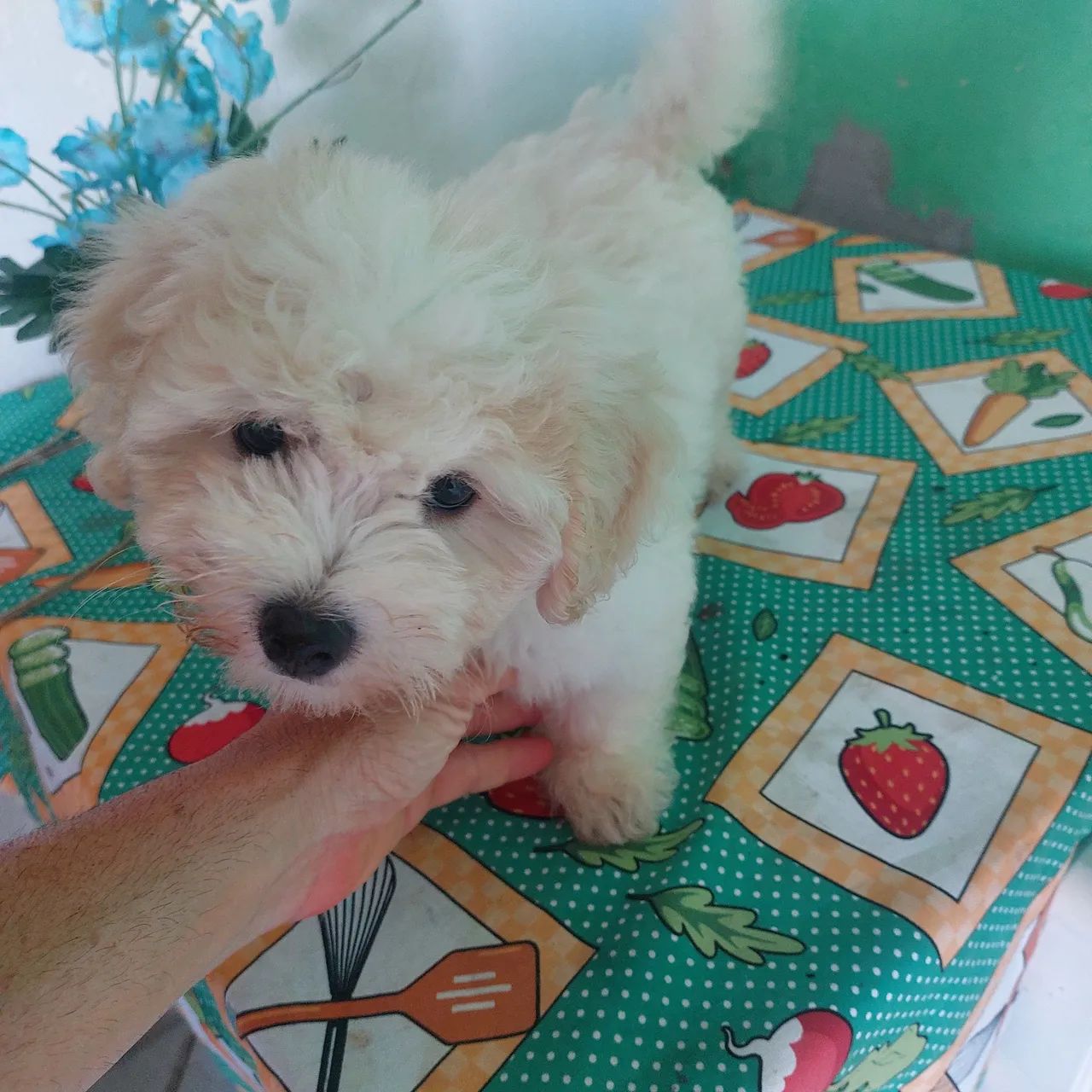 cachoro - Foto 2