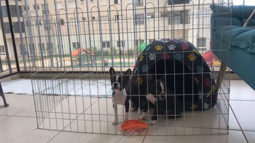 Cercadinho de adestramento pet novo  - Foto 2