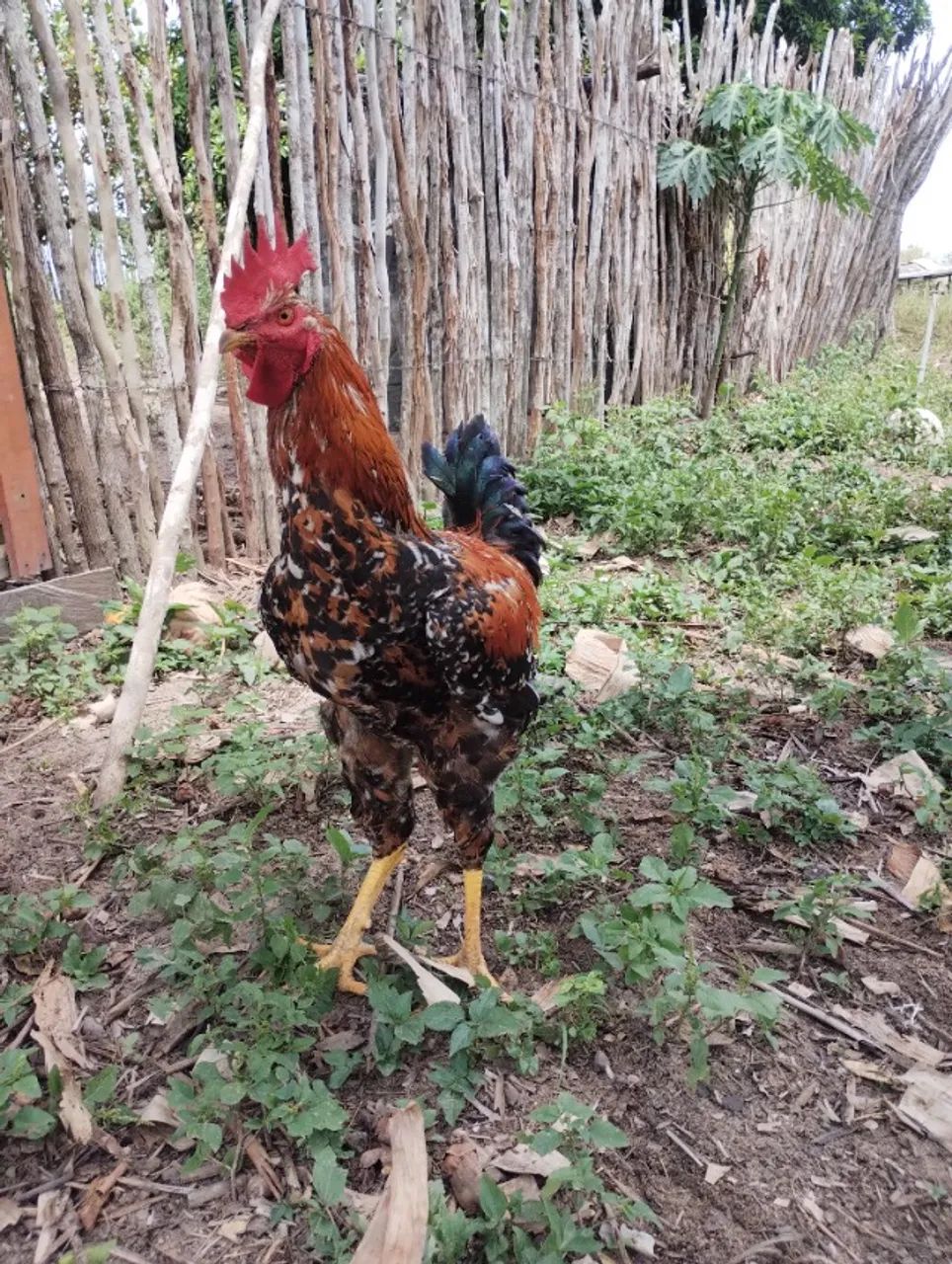 Frango GSB 