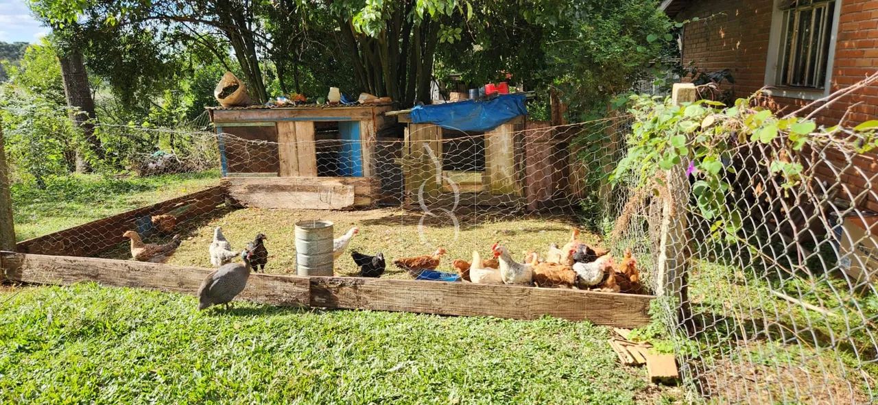CHÁCARA EM CONTENDA-PR COM POSSIBILIDADE TOTAL DE PERMUTA ! - Foto 5