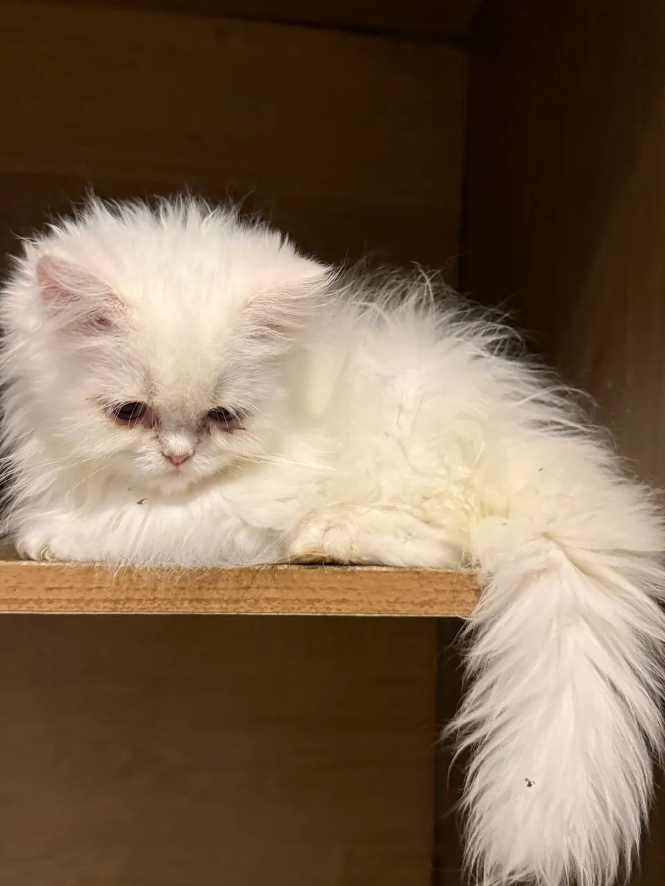Lindos bebezinhos de gato persa - Foto 3