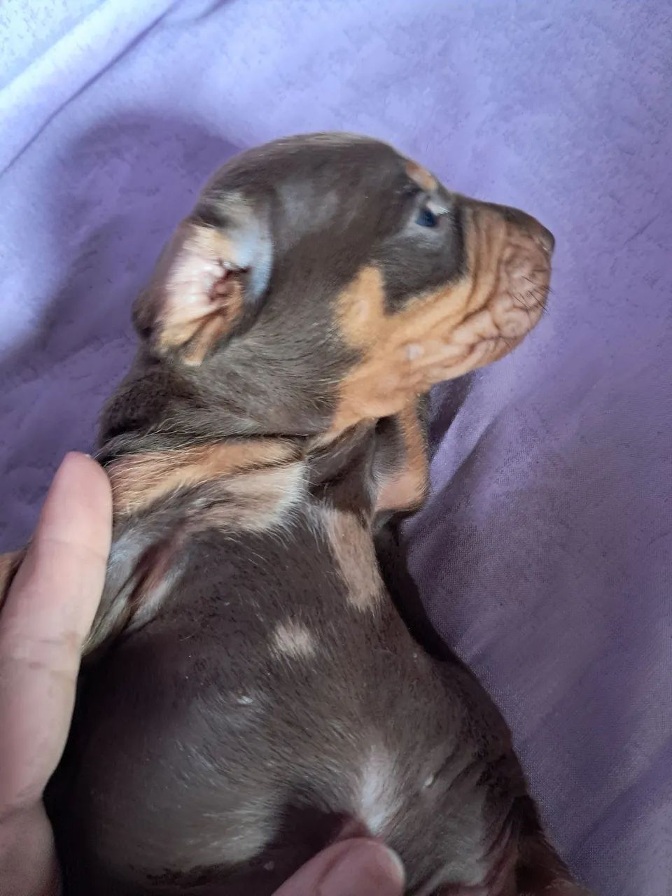 Dachshund  - Foto 4