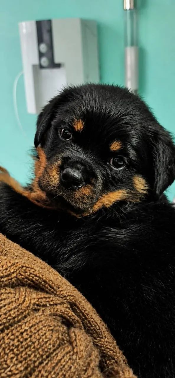 Rottweiler 