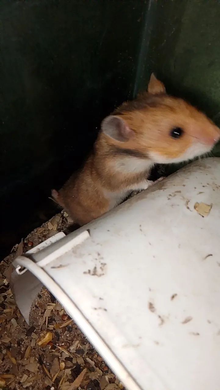 Hamster sirio  - Foto 5