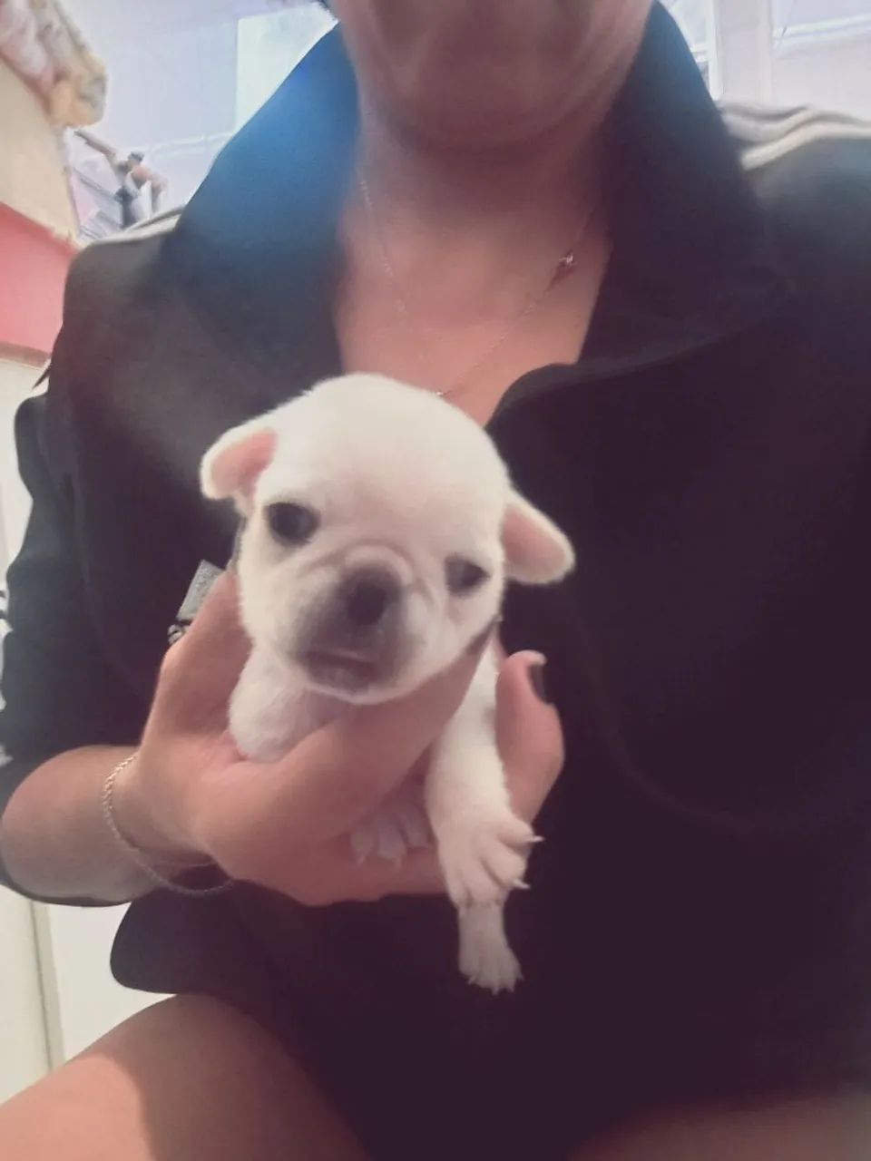 Pug bebês pra reserva  - Foto 5