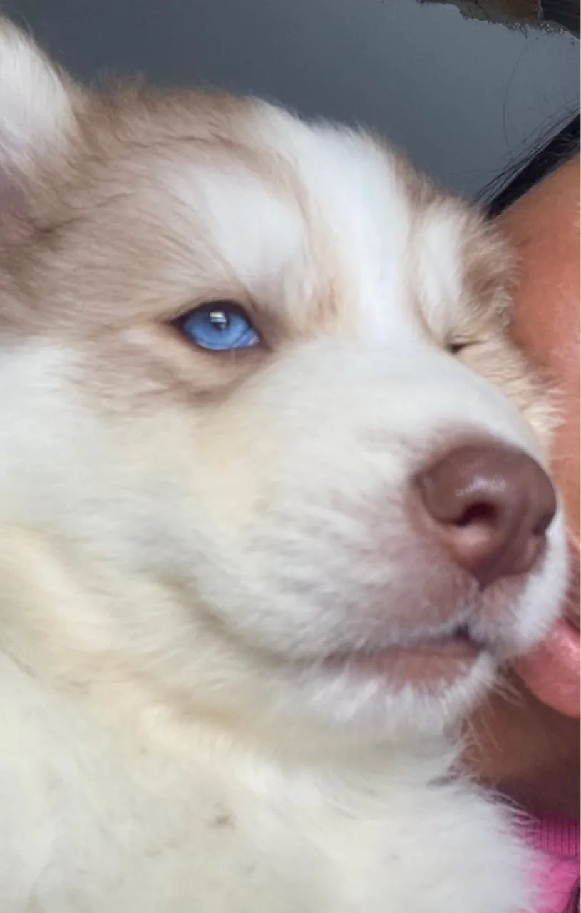 Husky Siberiano canil  - Foto 3