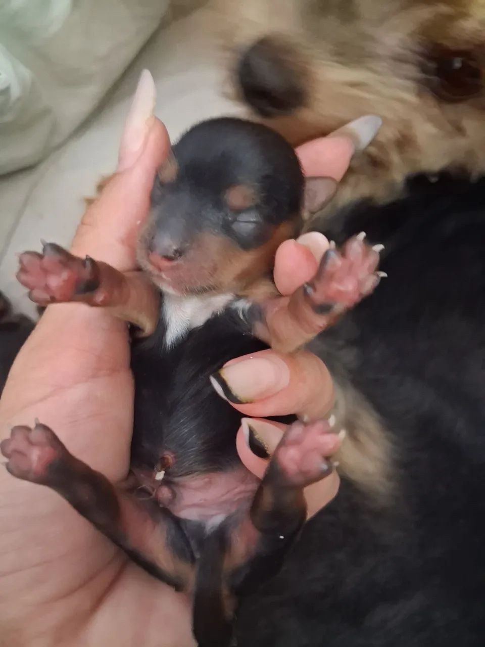 Yorkshire Terrier 