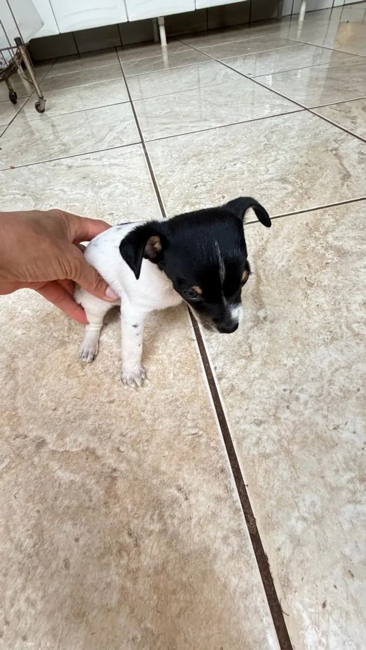 Pinscher  - Foto 4