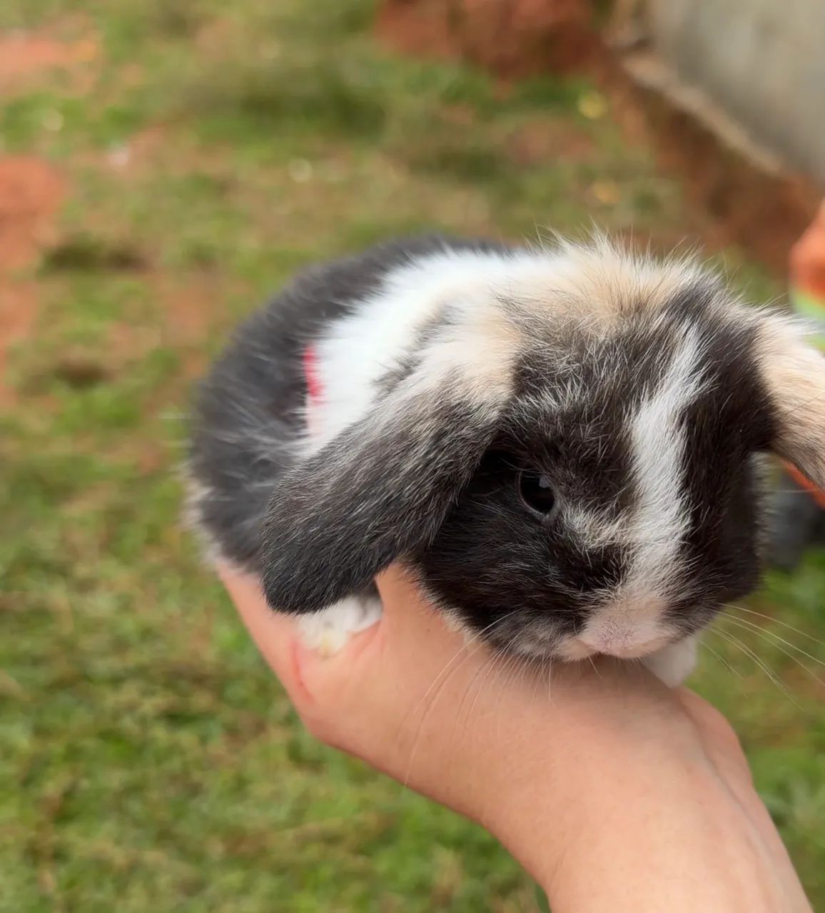 coelhos mini lop  - Foto 3