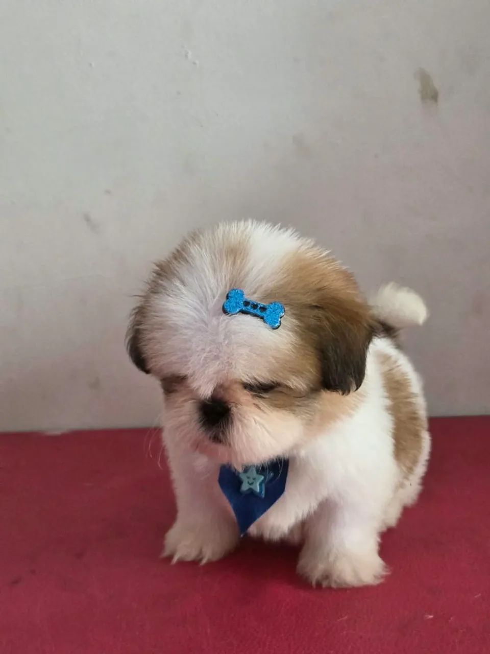 Lindo shihtzu macho  - Foto 5