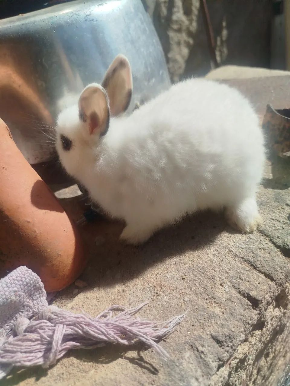 Coelhos lindos a venda - Foto 2