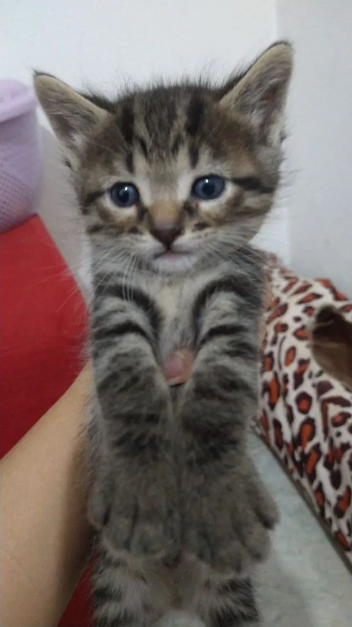 Doação de gatinhos - Foto 2