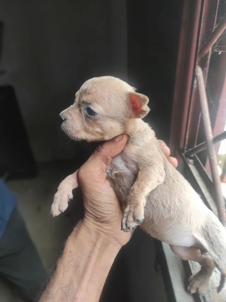 Cachorro 