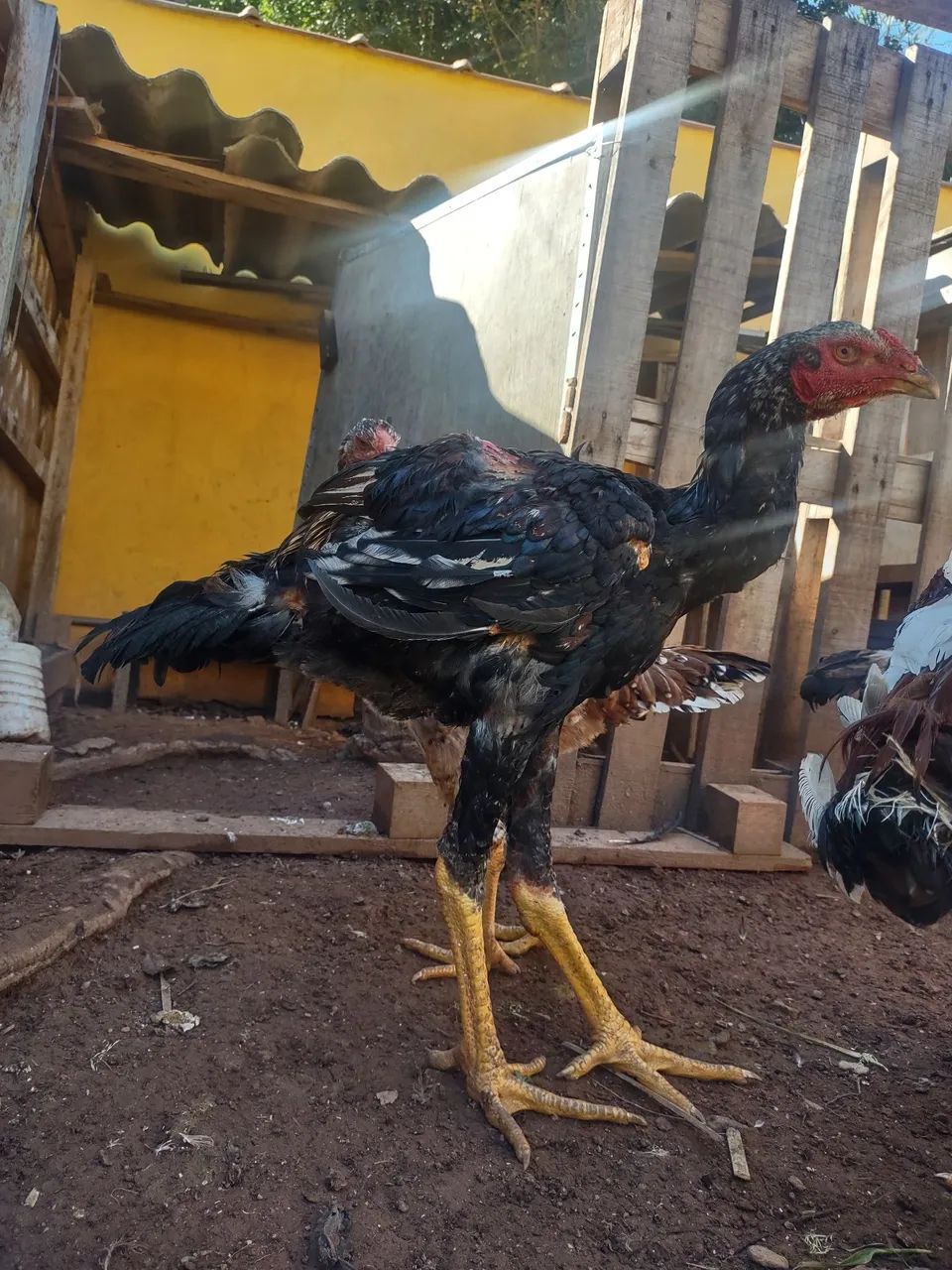 frangos índio gigante  - Foto 2