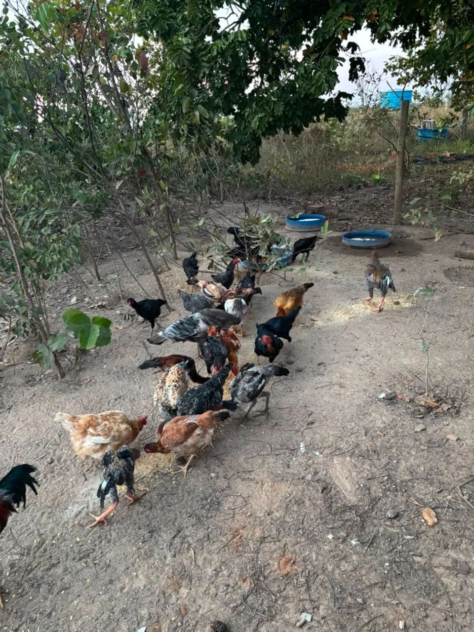 Galinha caipira - Foto 3