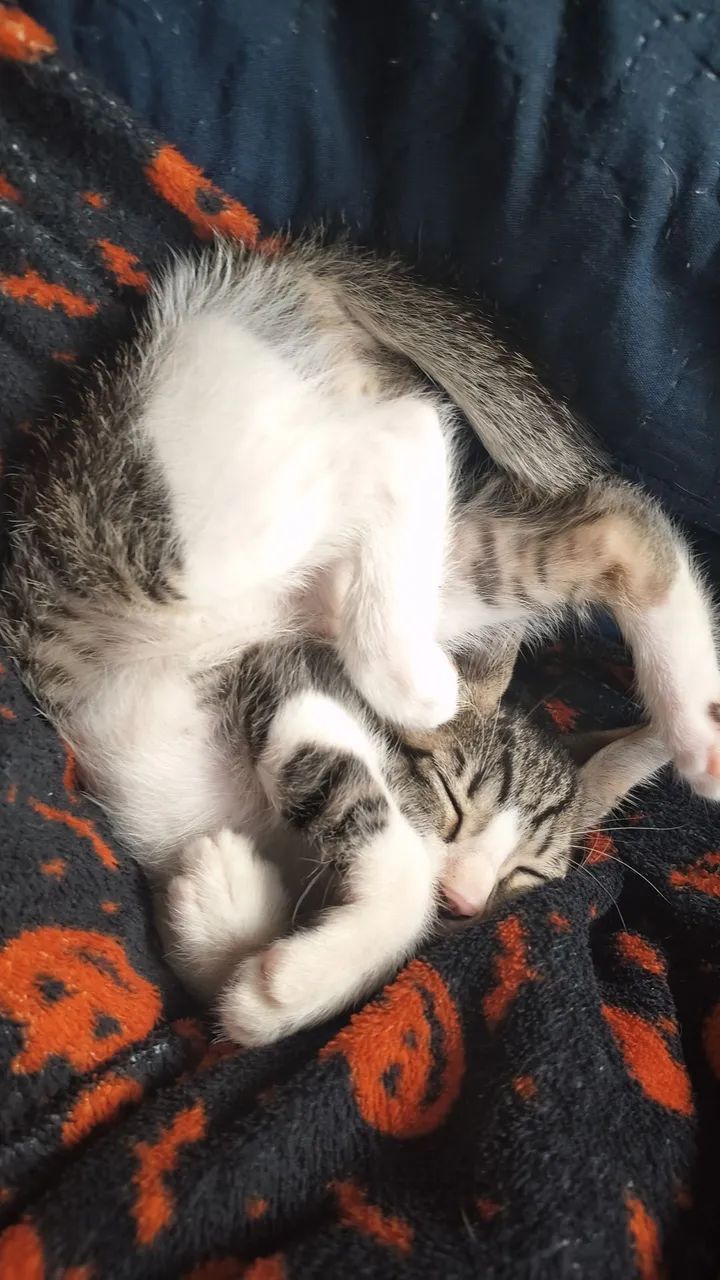 DOAÇÃO DE GATOS - Foto 3