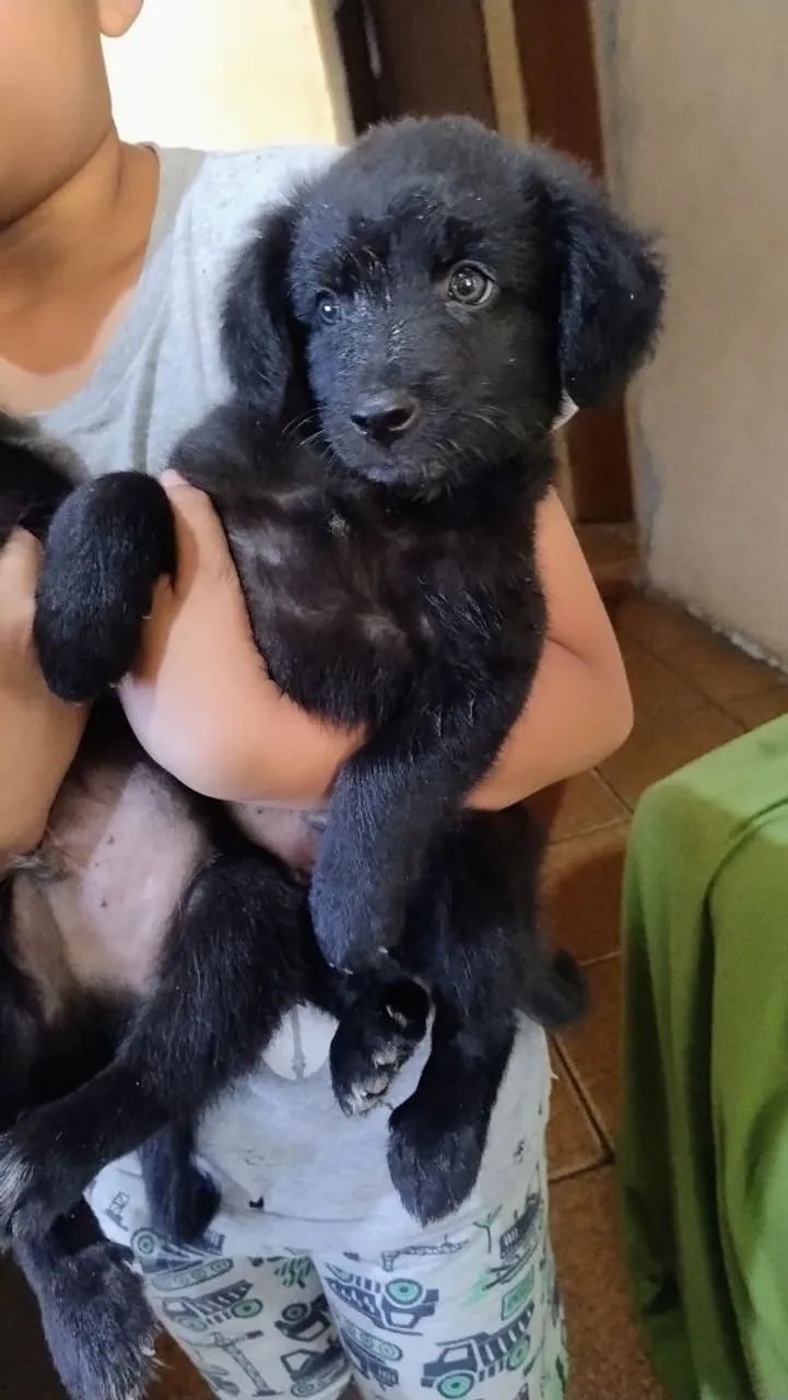 Doa-se estes lindos cachorrinhos  - Foto 3