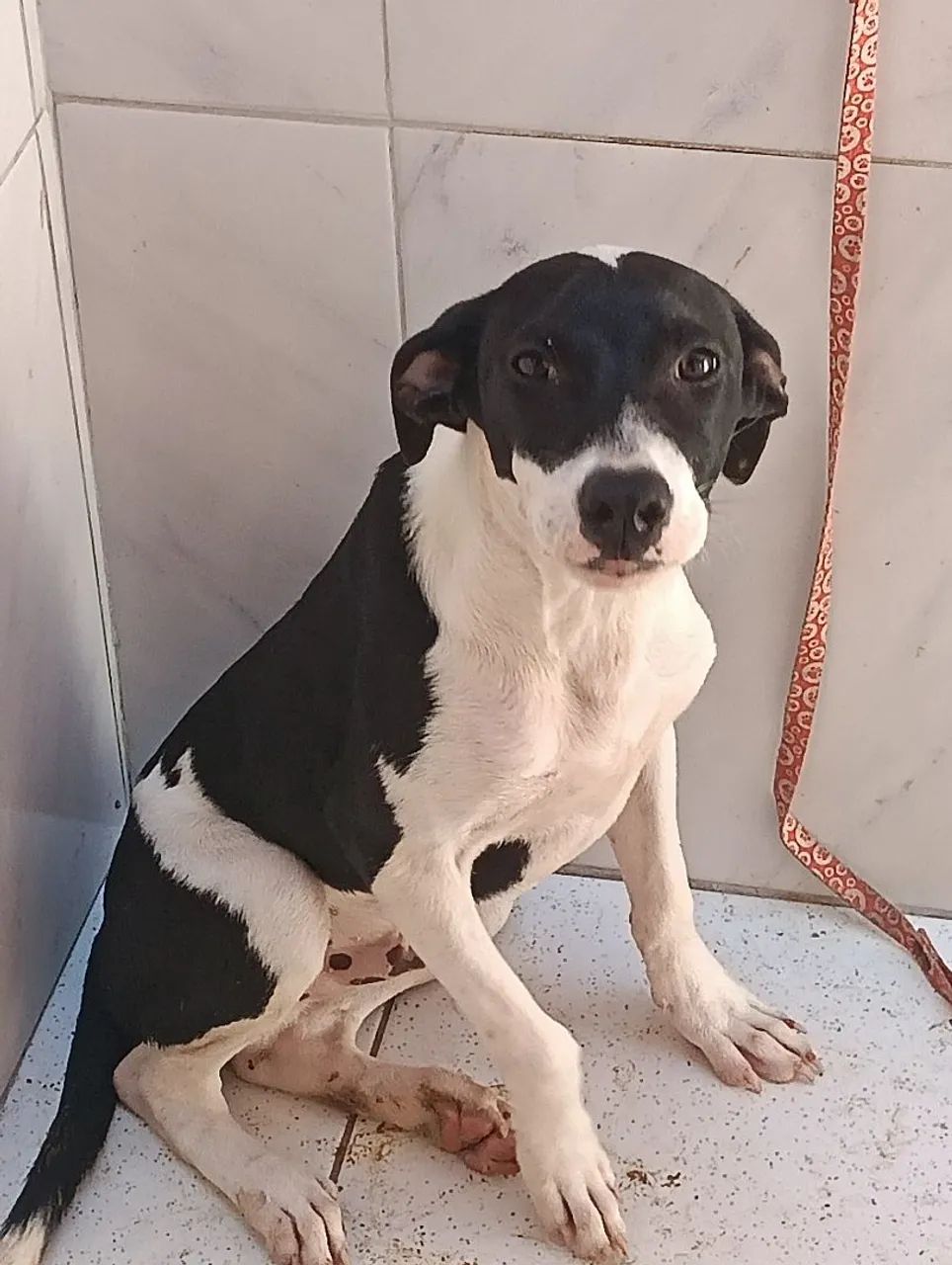 Cachorro para adoção - Foto 2