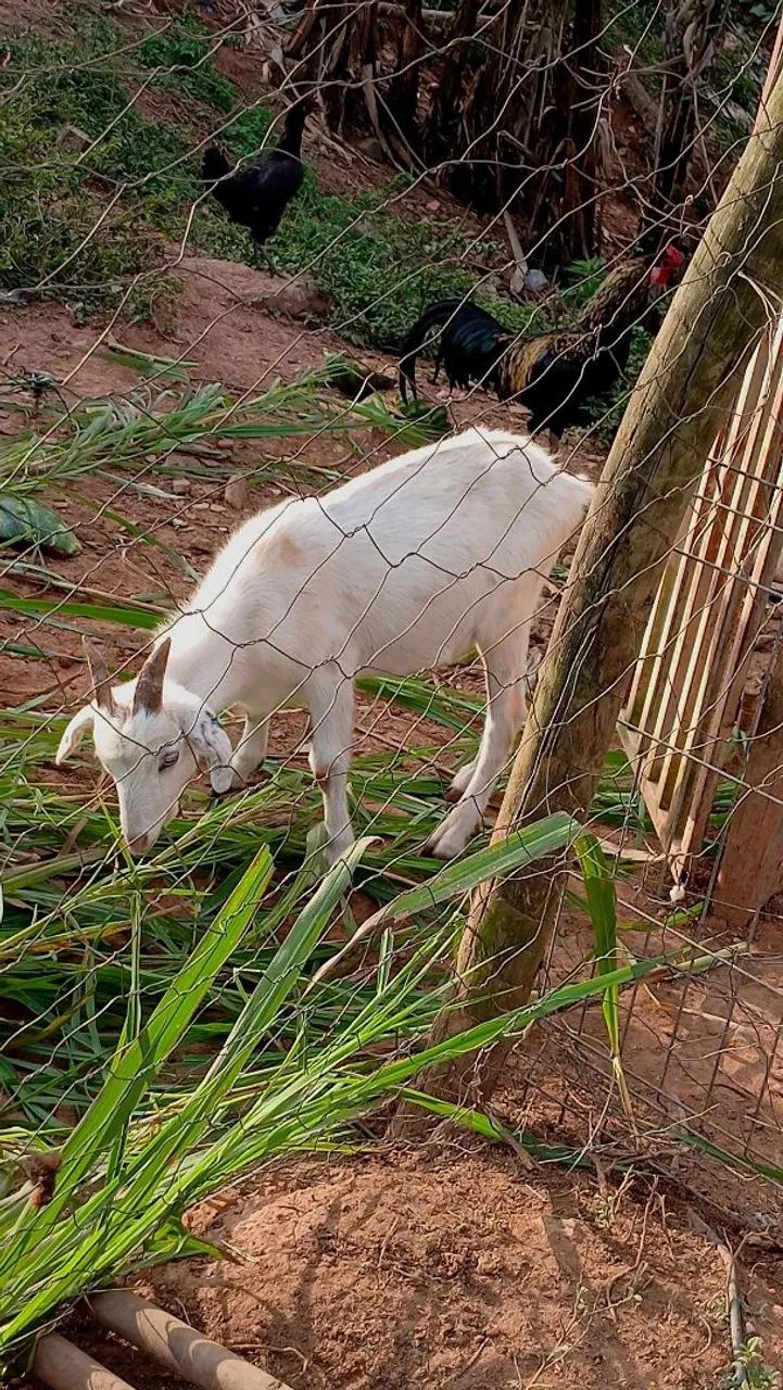 Cabra cabrito bode  - Foto 3