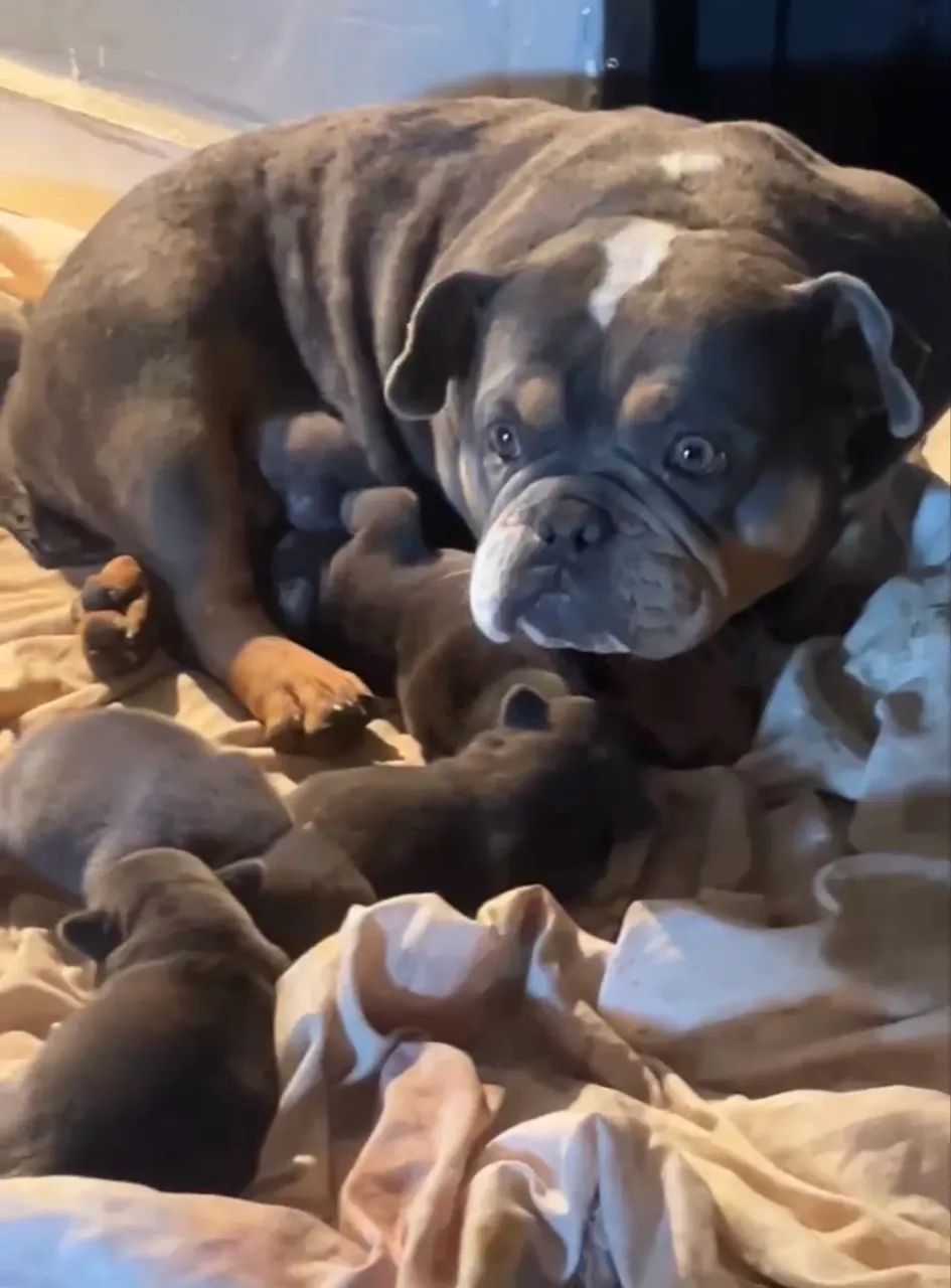 American Bully micro  - Foto 2