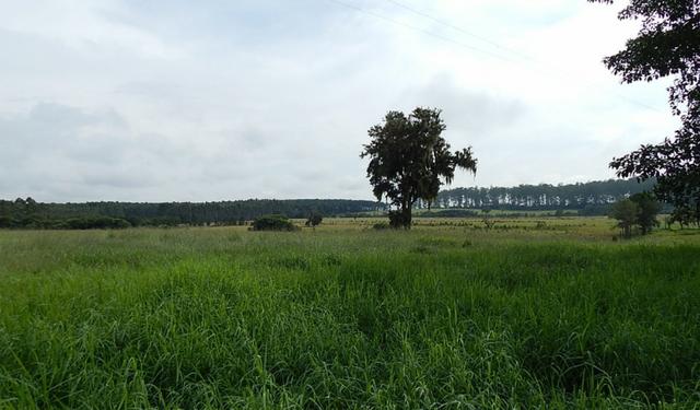 Otima fazenda com 73 alqueires na regiao de itapetininga - Foto 14