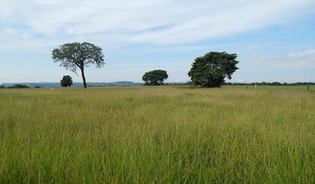 Otima fazenda com 73 alqueires na regiao de itapetininga - Foto 12