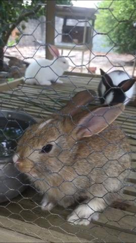 Coelhos - Foto 2