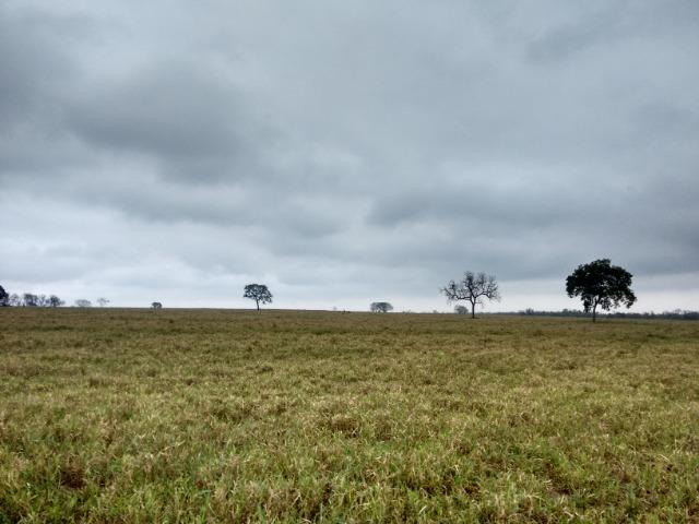 Fazenda 514 Hectares Grande Oportunidade - Poconé - MT