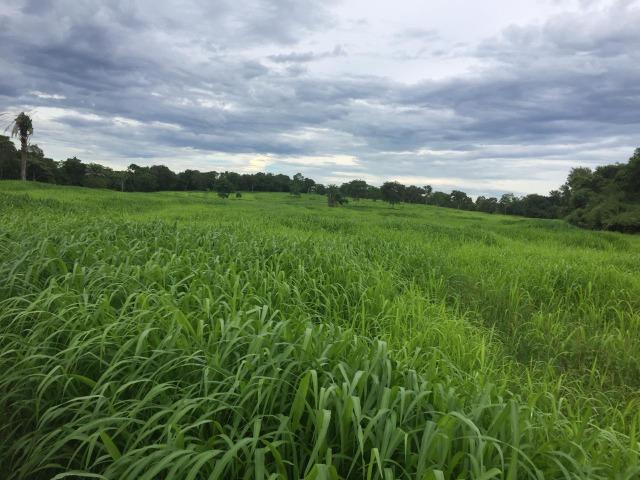 Fazenda 1455 hectares, em Acorizal, formado 900 hec