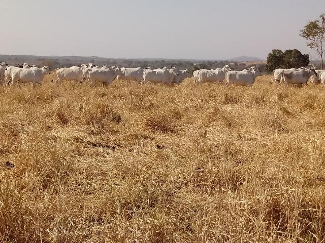 Fazenda 1455 hectares, em Acorizal, formado 900 hec - Foto 4