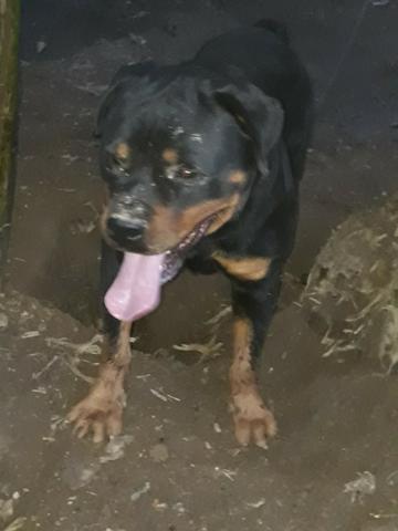 Rottweiler pra Cruza - Cabeça de Touro