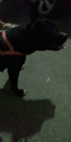 Vendo PitBull - Foto 2