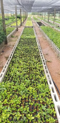 Mudas Nativas do Cerrado ( reflorestamento)