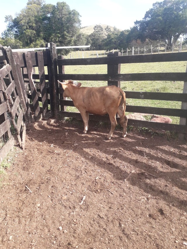 vendo ou troco mini vaca com 1 metro de altura 
