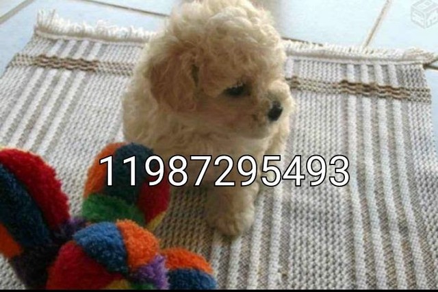 Poodle micros e toys pedigree imperdível hoje 799 femeas 1299 até 18x