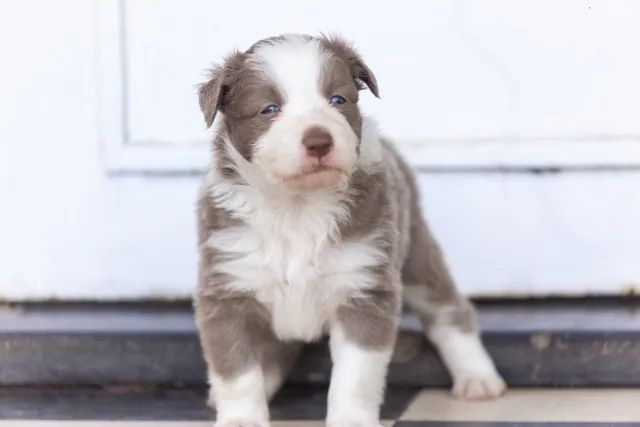 Border Collie Pedigree Cbkc Filhotes Alta Linhagem