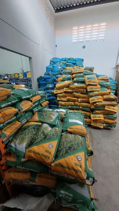 Semente de capim Massai /Mombaça/ Marandu/ Zuri/ Andropogon/ Milho e Sorgo 