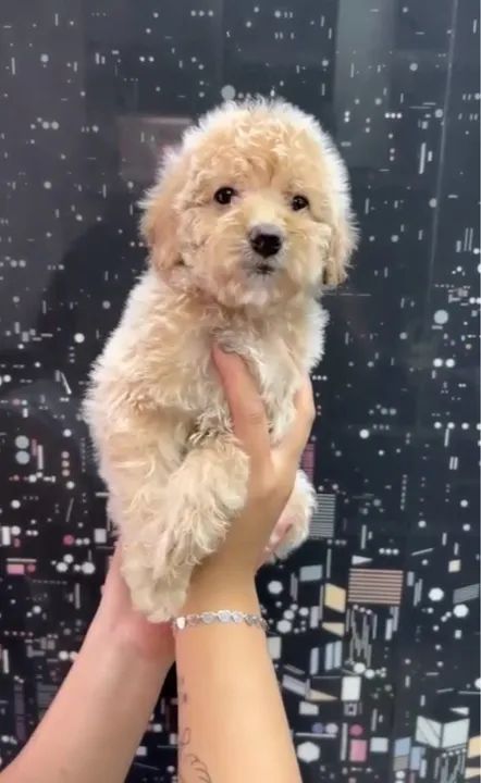 Poodle macho valor promocional venha nos visitar 