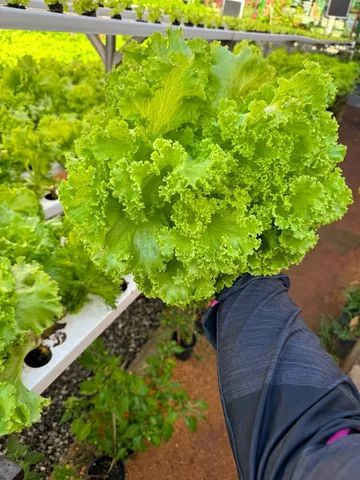 Alface Hidropônica sem agrotóxicos e colhida na hora - Foto 4