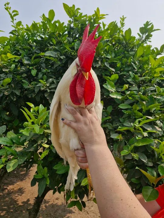 Galinhas e Galos LEGORNE Temos Frangas  - Foto 3