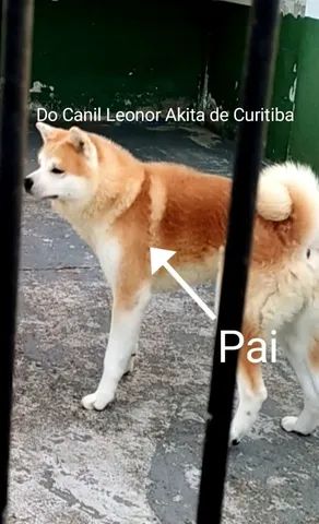 Akita best sale inu olx