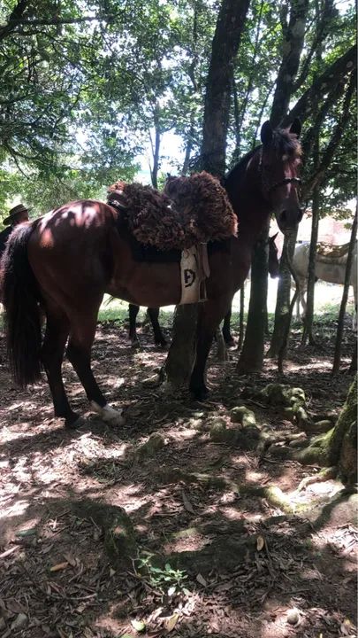 Vendo  ou  pego outro