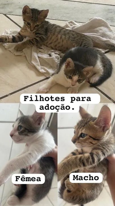 Filhotes para adoção 