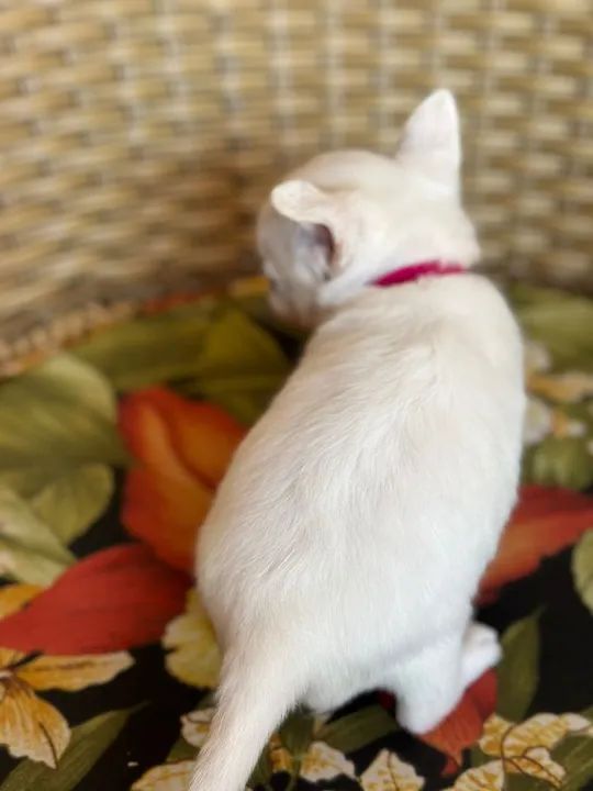 Chihuahua macho de Pêlo curto creme pronta entrega  - Foto 4