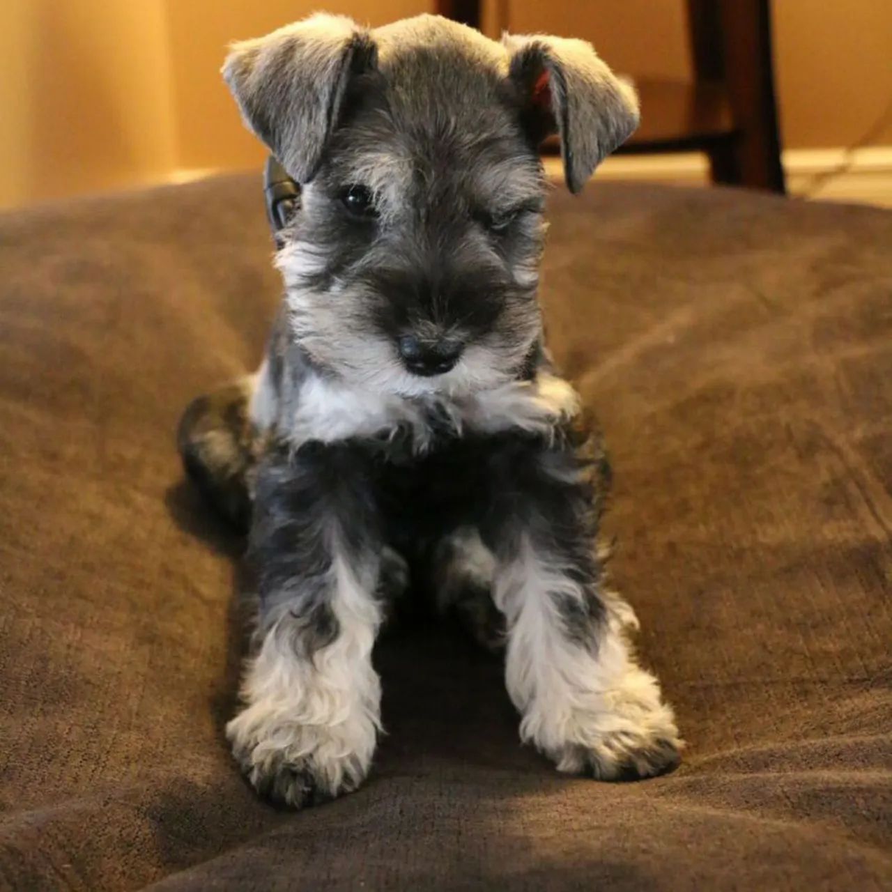 Schnauzer disponíveis  - Foto 2