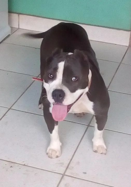 vende-se Femea de American Bully 